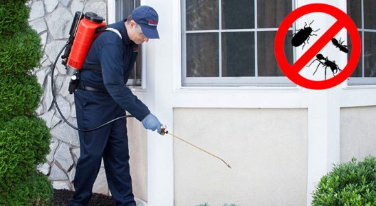 Pendik Tahtakurusu İlaçlama böcek ilaçlama ve haşere kontrolü — ilaclama-tr.com